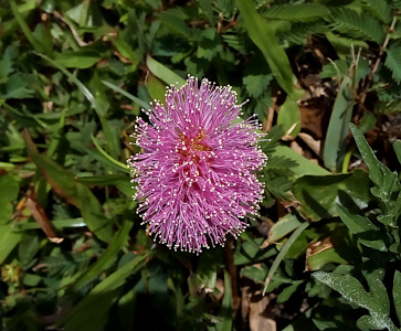 [This flower has more constrast between the pink spikes with the tiny white balls at the top of each spike as well as contrast against the dark green grass.]